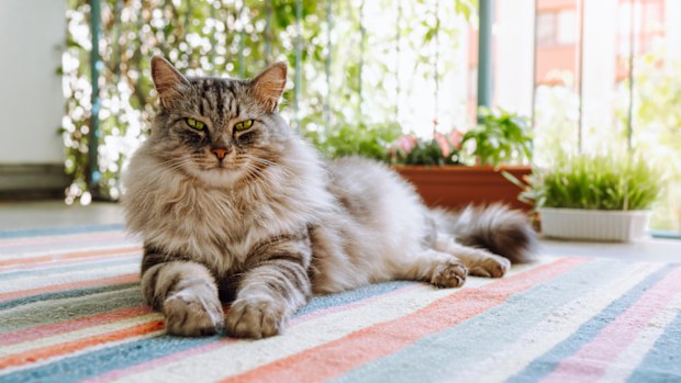 pet fluffy gray Maine Coon cat, lazily lies on woven carpet, on balcony, looks with green eyes at camera, on blurred background of plants in rays of light. Predatory look cat, sly eyes, domestic tiger