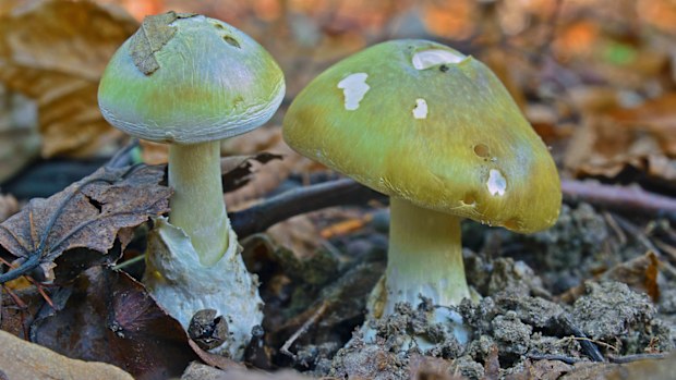 deadly toxic amanita phalloides mushroom, deathcap