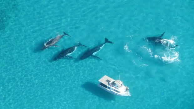 35,000 whales are migrating north to warmer breeding grounds. (AAP)