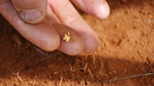 The hand of a gold prospector in the Australian bush taking a gold nugget he found with his metal detector on the red earth of Australia