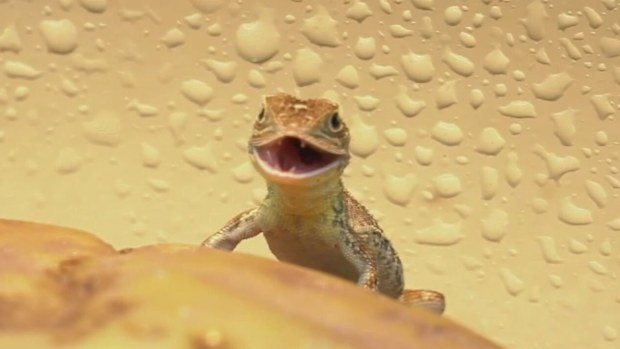 The Victorian Grassland Earless Dragon was supposed to be extinct but Melbourne Zoo found some in the wild late last year.