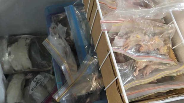 A freezer full of rodents that will be fed to Mat's hatchlings and their parents.