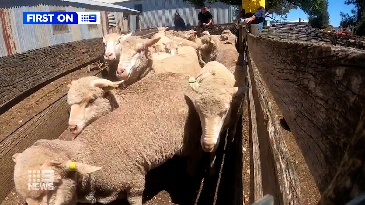 Aussie farmer has almost $30,000 worth of sheep stolen | Nine.com.au