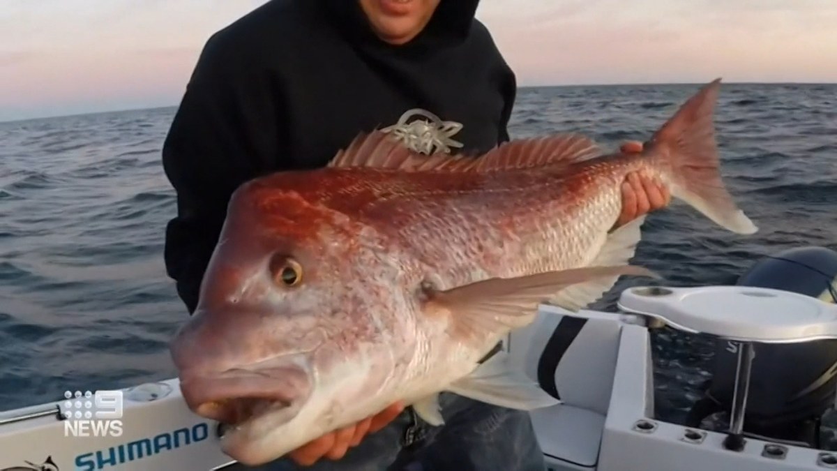 SA fishers hopeful of end to snapper ban in new year | Nine.com.au
