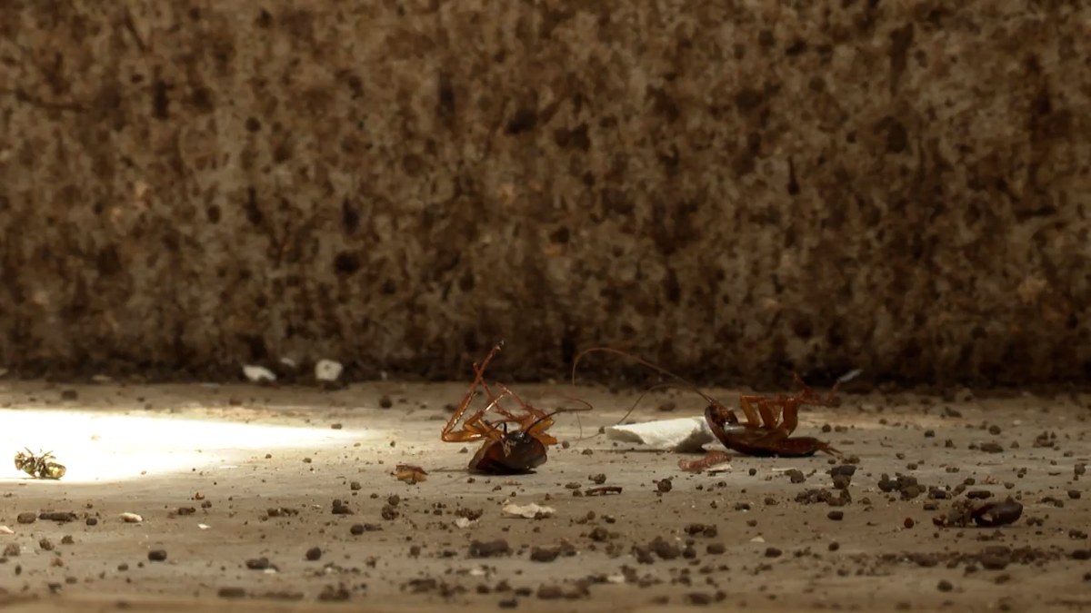 Man says bungled building job is responsible for cockroach infestation ...