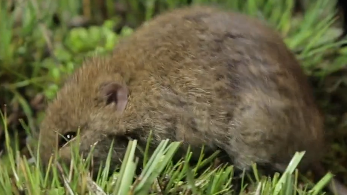 Rare native rodent rediscovered near Melbourne | Nine.com.au