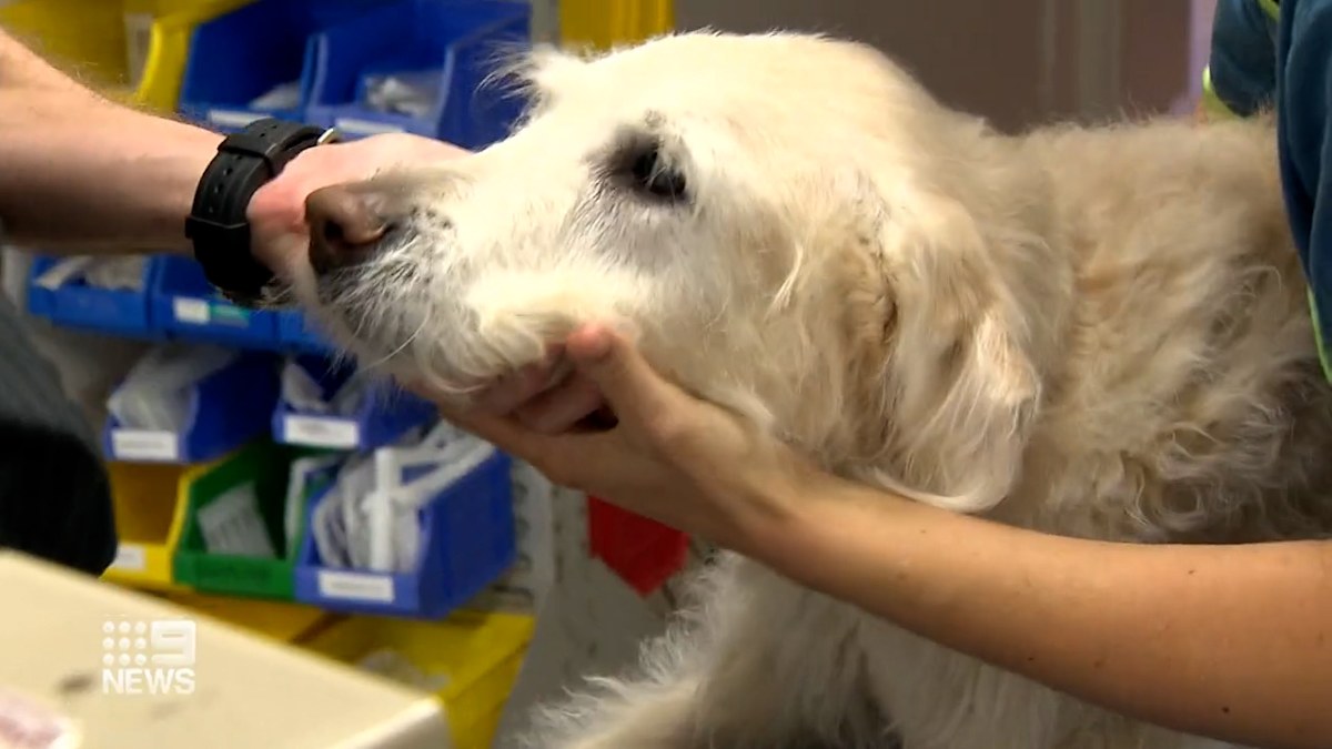 New warnings for dog owners as heartworm spike hits Queensland | Nine ...