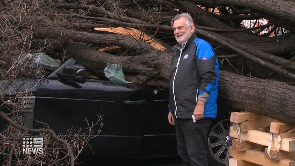Adelaide weather: Driver's lucky escape as fallen tree smashes car in ...