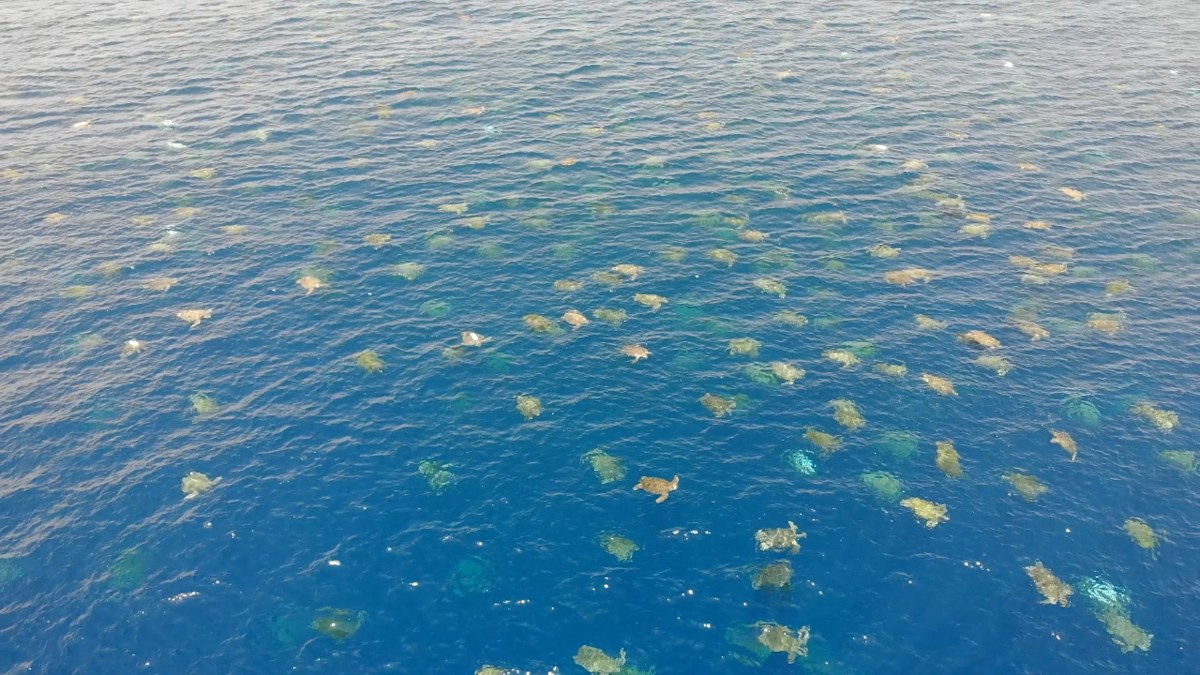 Drones film thousands of endangered turtles preparing to nest on Great ...