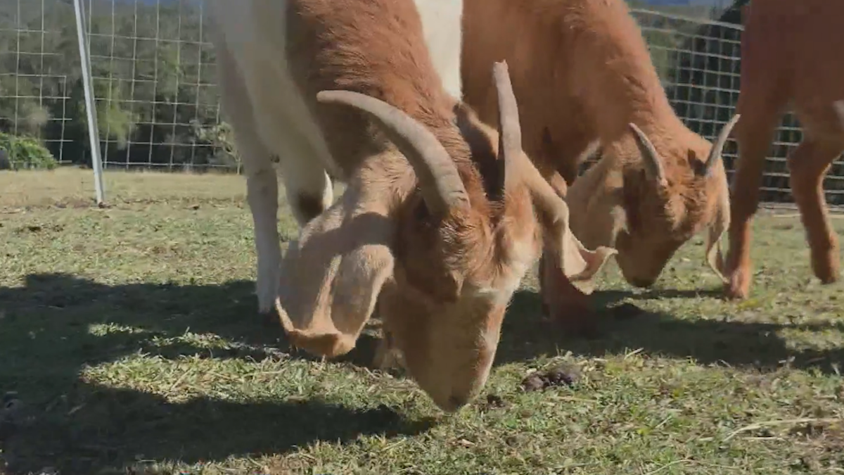 Queensland mowing company employs goats as business booms | Nine.com.au