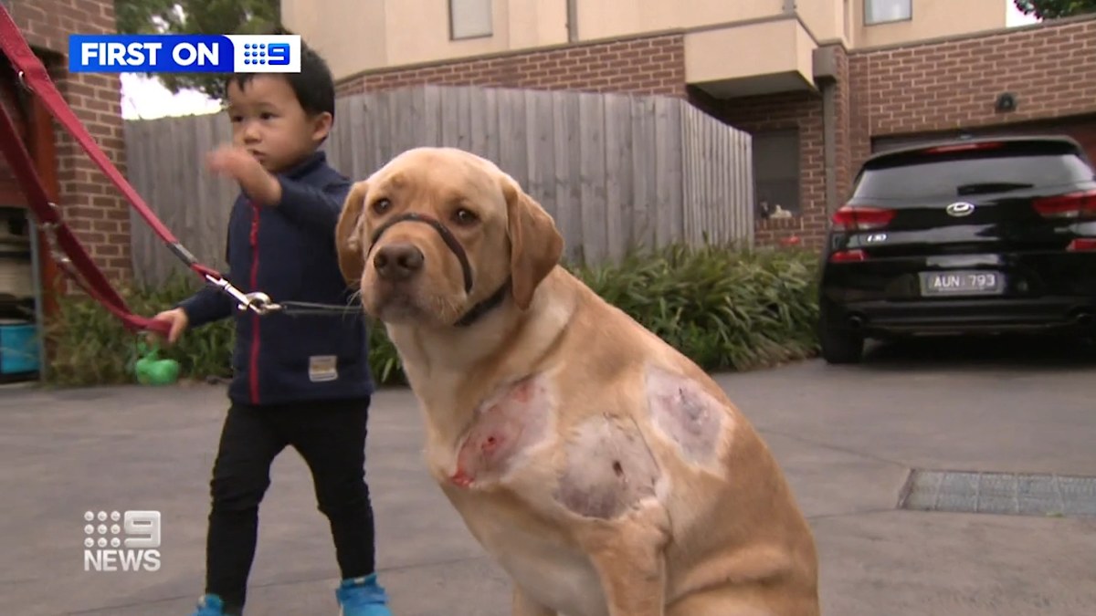Melbourne dad mauled trying to save his labrador from a dog attack ...