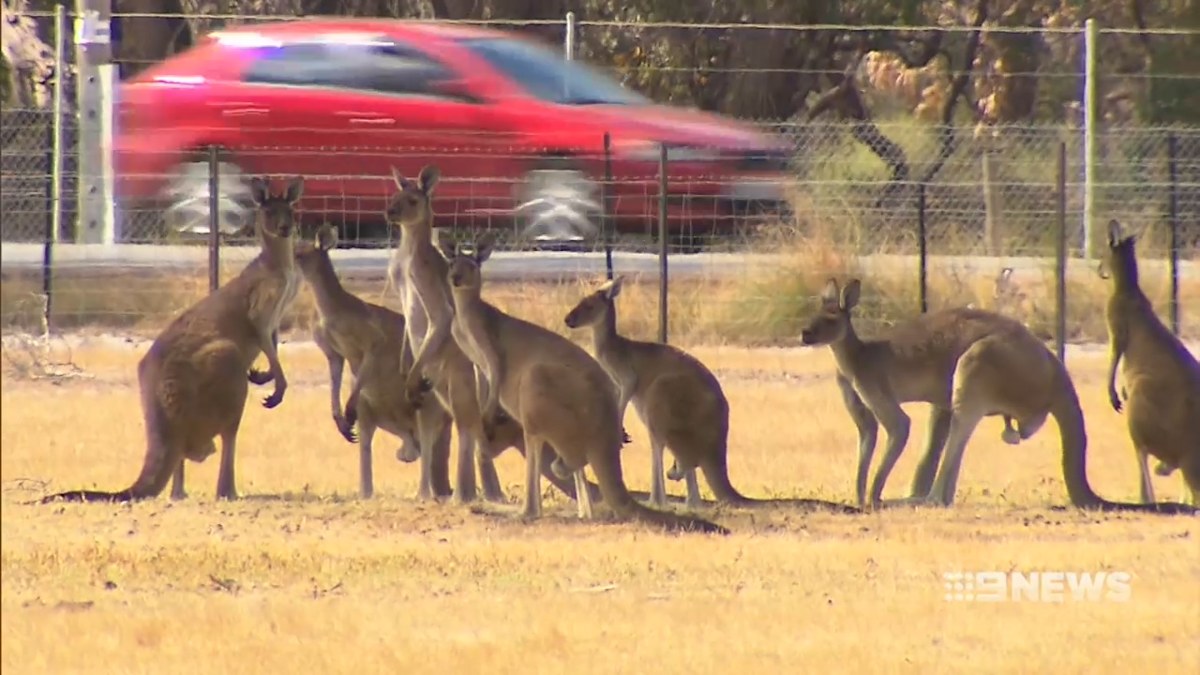 Perth kangaroo death trap claims 30 in just over a week New Lord Street ...