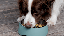 Dr Katrina Warren's dog Chilli eating food from a bowl