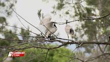 Ibis birds are colloquially known as bin chickens given they tend to feed from them in parks and rubbish dumps.
