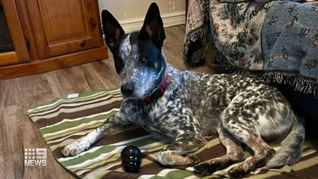 Steven Quayle suffered a deep gash to his neck and chin, and puncture wounds to his arms after blue heeler, Ace, turned on his Perth family.