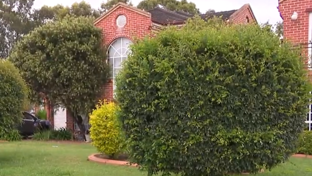 Teenage charged after stealing puppy during alleged crime spree through Sydney's south.