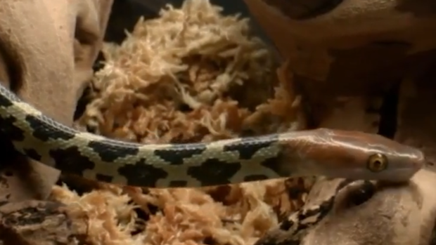 Flower snake eggs hatch at the UK's Chester Zoo | Nine.com.au