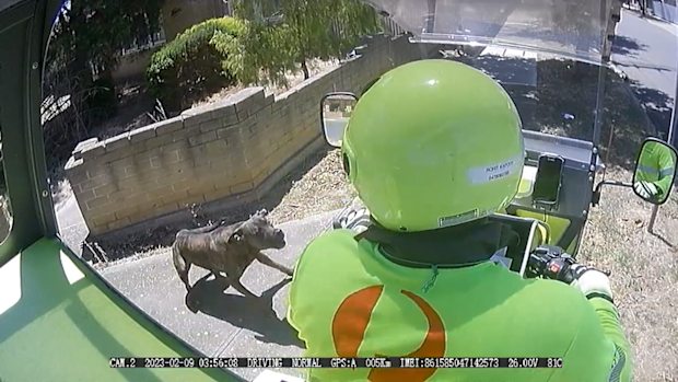 dogs posties
