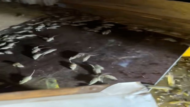 Mouse plague: Thousands of mice captured in giant water trap on NSW ...
