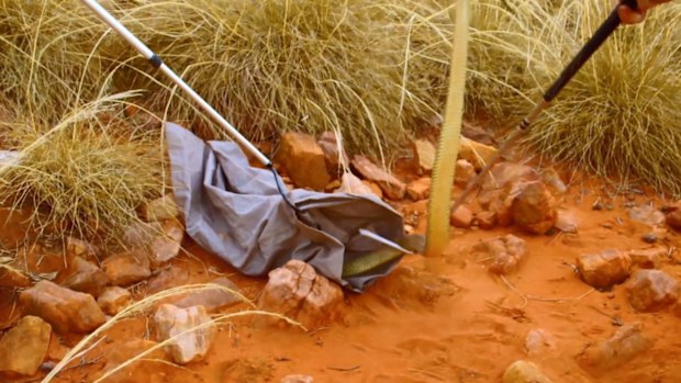 Chewy makes a crucial mistake when trying to capture the king brown snake.