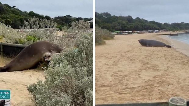 Elephant seal at Victoria's Mornington Peninsula
