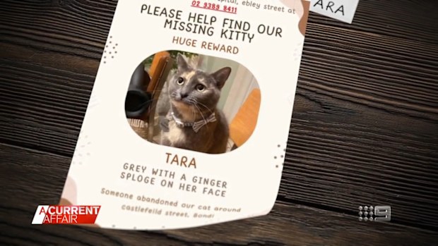 A cat called Tara is missing, after a mix up at The Bondi Junction Veterinary Hospital - involving another cat called Lara.