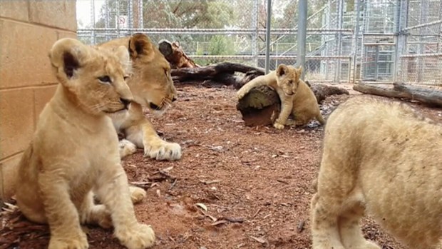 The cubs were born on November 19. (9NEWS)