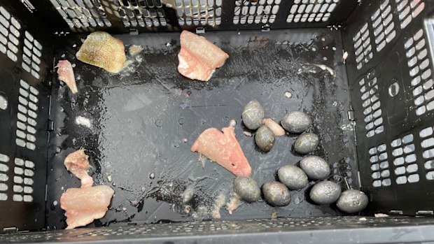 Lead weights were found inside the team's catch.