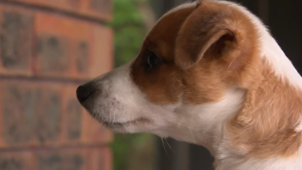 Teenage charged after stealing puppy during alleged crime spree through Sydney's south.