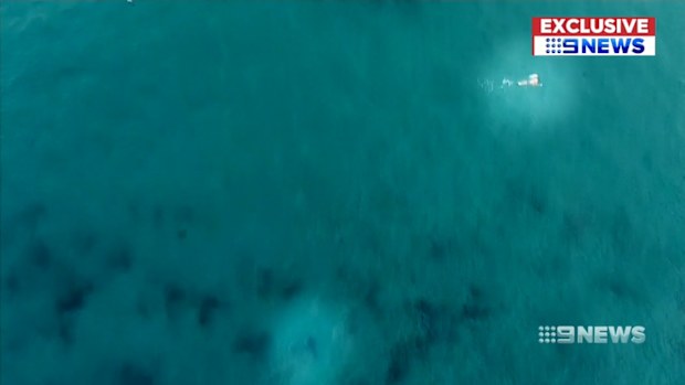 At one stage the shark was just 20 metres away from an unsuspecting swimmer off the Bondi shoreline.