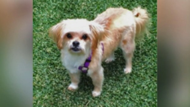 Pet mauled to death and woman injured in Adelaide dog attack | Nine.com.au