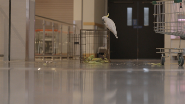 A cockatoo, affectionately named Mickey, has been freed after a month trapped inside a Sydney shopping centre.