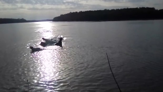 Crocodile attack: Video shows dog eaten by crocodile in remote ...