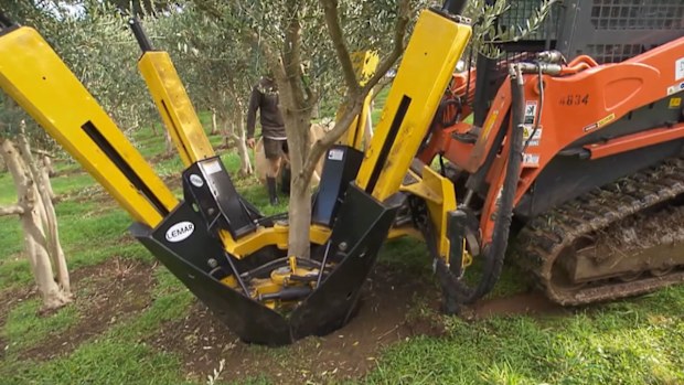 Ever wondered how they extracted an olive tree from the ground? Nope? Me neither, but now we both know.