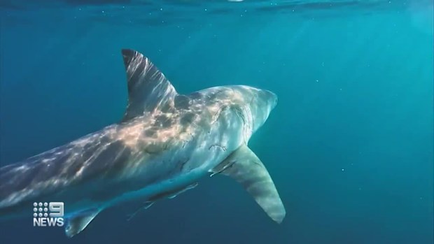 'Holy smokes': Fisher captures encounter with great white shark | Nine ...