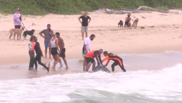 A melon-headed whale has died after it was found stranded on a New South Wales beach.
