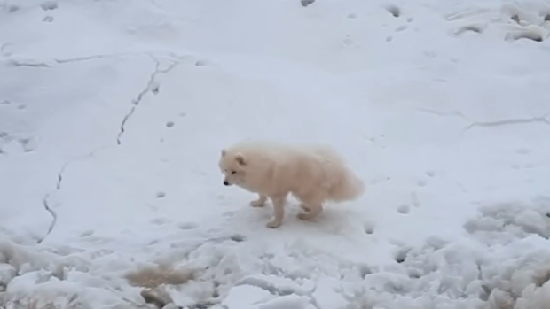 A white dog, named Aika, has been found after getting lost in the Arctic.