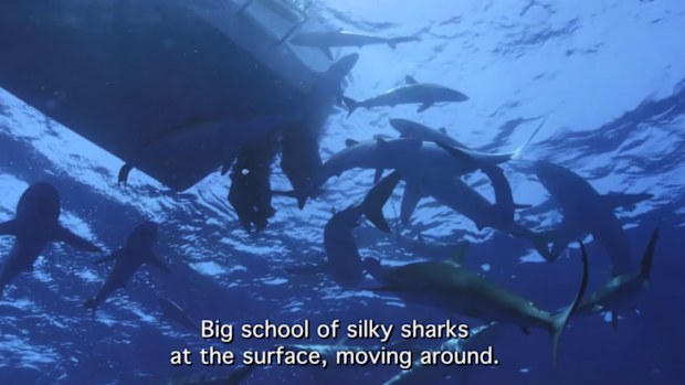 A big school of silky sharks blocked the path back to the boat.