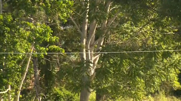 The Adventure Alternatives Education Centre high ropes. Picture: 9NEWS