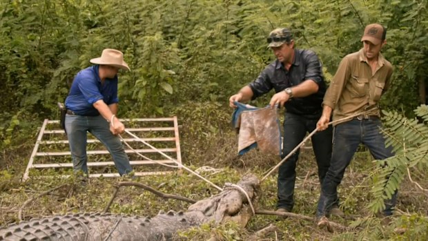 Matt Wright's Wild Territory, crocodile 