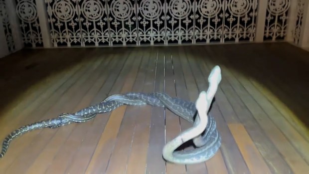 The homeowners were alarmed by the behaviour and called suburban wildlife manager Bryce Lockett for help.