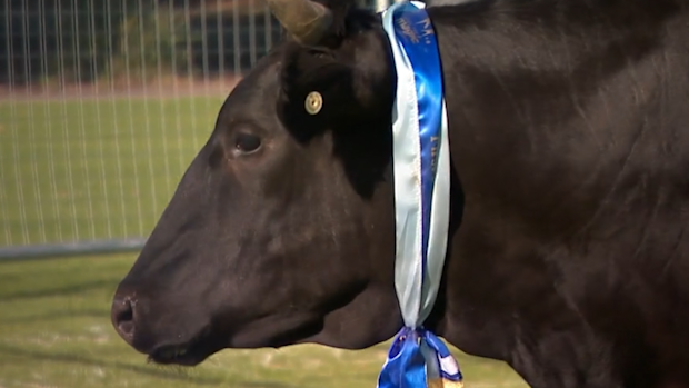 'Once the tail moves, we'll be right': $10k cow poo for Sydney charity ...