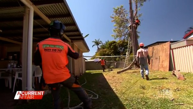 A group of pensioners pleading for a dangerous tree removal have finally got some welcome news.