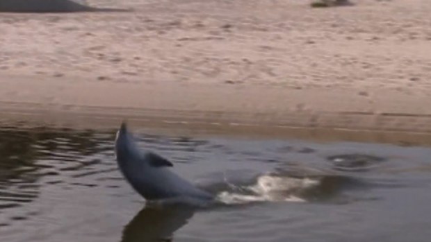 Adelaide dolphin