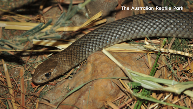Venomous snake threat increases as weather warms up