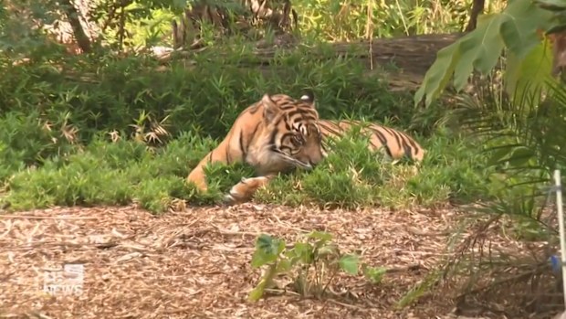 The six-year-old Sumatran tiger has fallen pregnant to the zoo's male tiger, Kembali. The cubs will be the first-ever Sumatran tigers born at Adelaide Zoo.