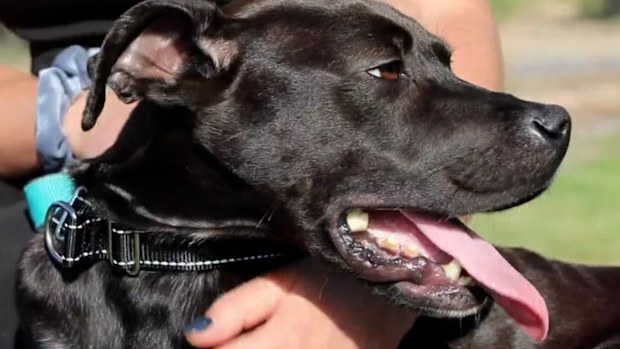 When Buckley was located he was was suffering from a range of issues including dehydration, severe muscle wastage and ulcerated pressure sores.