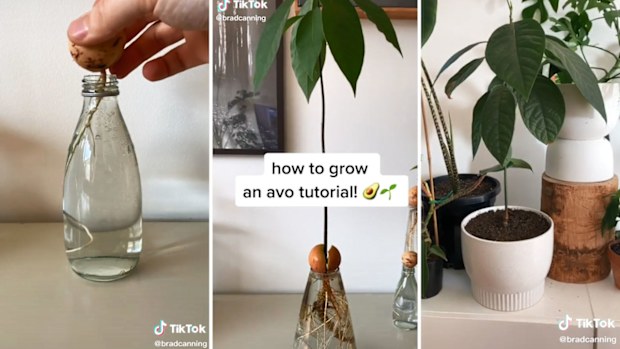 Brad Canning's tutorial on growing an avocado plant went viral on TikTok.