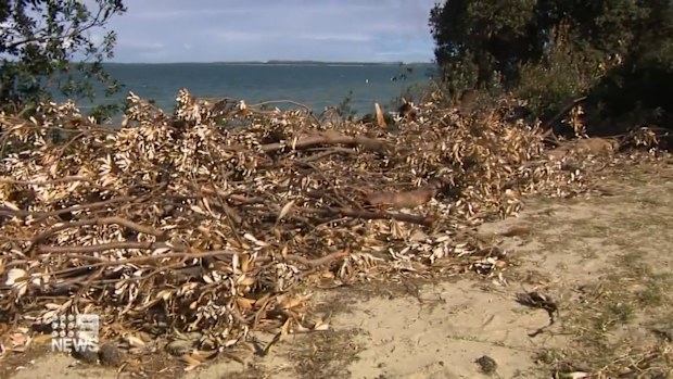 On the shores of Brighton Le Sands, on the banks of Botany Bay trees and shrubbery keep disappearing, thanks to residents desperate for a view of the sea.