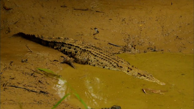 Savage Australia: Wild & Dangerous 9Now